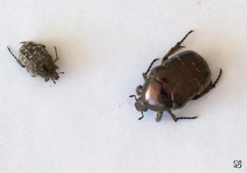 Deux espèces de cétoine fréquentant les composts