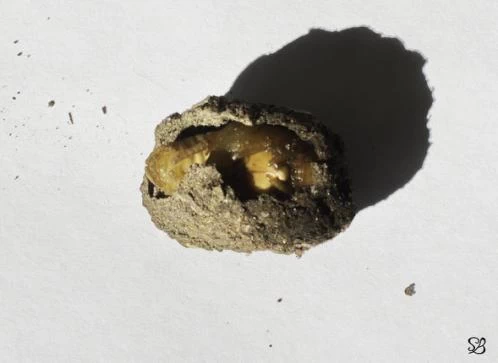 Chrysalide de cétoine dorée récoltée dans un compost