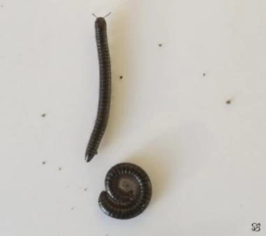 lules (julida) souvent présent dans les composts