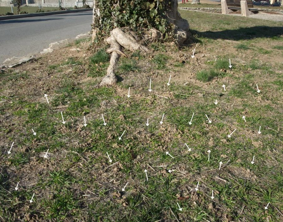 Turricules produits par des vers de terre laboureurs