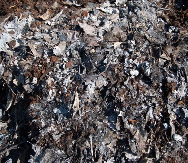 Microorganismes thermophiles présents an centre d'un compost