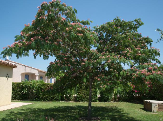 Albizia en fleurs