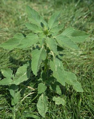 Amarante (Amaranthus)