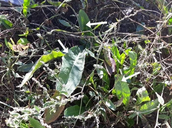 bette ou betterave maritime ancêtre des betteraves comestibles