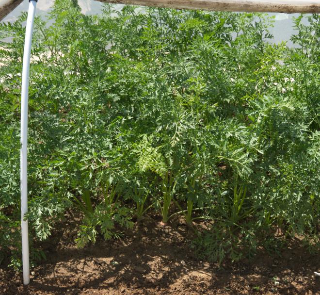 Carotte nantaise améliorée