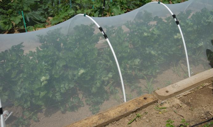 Céleri rave protégé par un filet anti-insectes