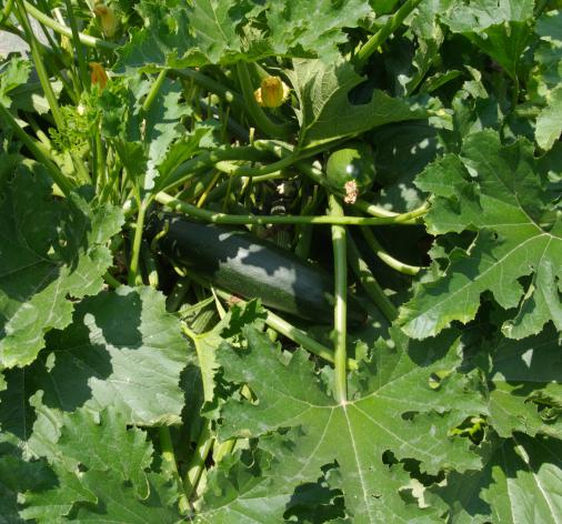 Courgette diamant hybride F1