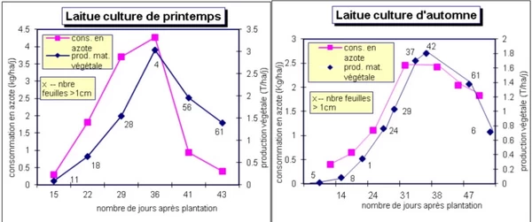prélèvement de l'azote par la laitue selon la saison