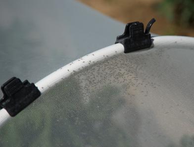 Colonie de pucerons ailés dans un tunnel anti-insectes