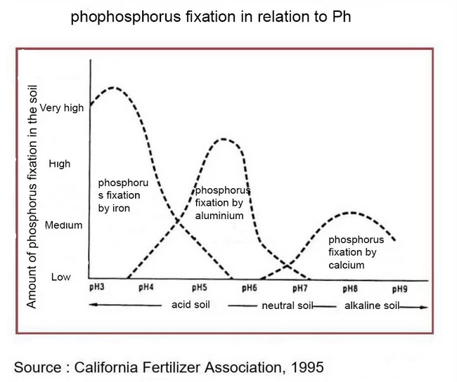 phosphorus fixation in relation to pH