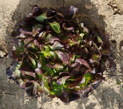 laitue feuille de chêne