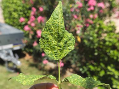 Mosaïque (virus PSbMV) sur une feuille de haricot vert