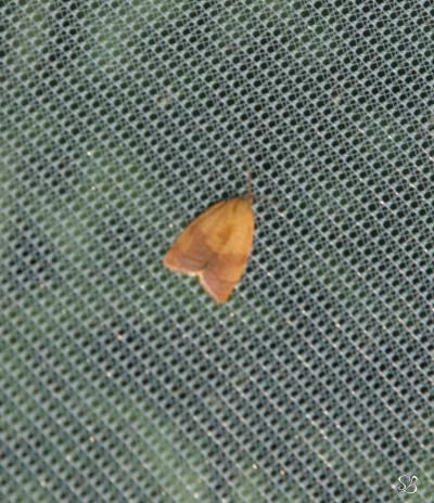 Noctuelle posée sur un filet anti-insectes