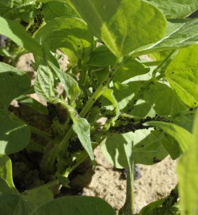 Pucerons noirs sur haricot vert