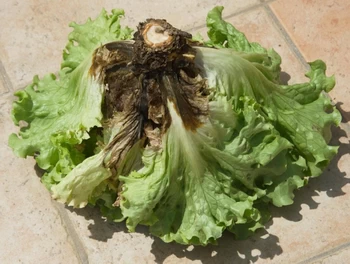 rhizoctone sur batavia