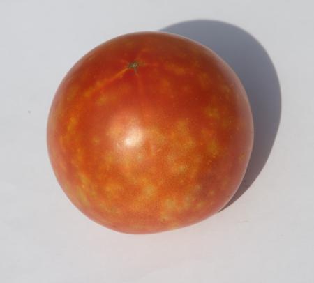 cicatrices jaunes provenant de piqures de punaises