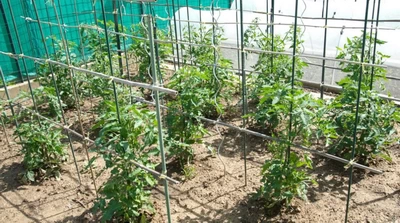 culture de tomates greffées en espalier
