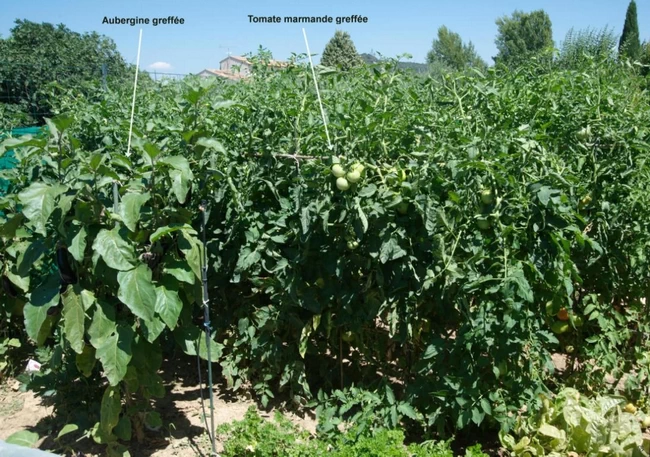 tomates et aubergines greffées