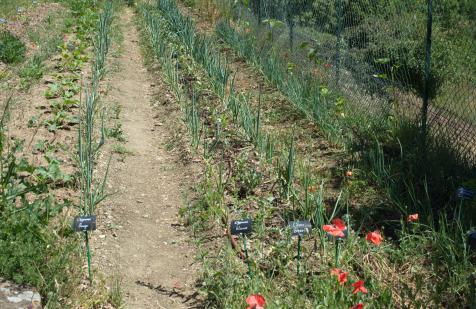 Cultures rachitiques sur buttes en permaculture